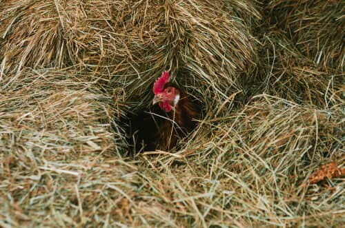 Organic Bedding Straw For Sale, Straw For Pet Bedding