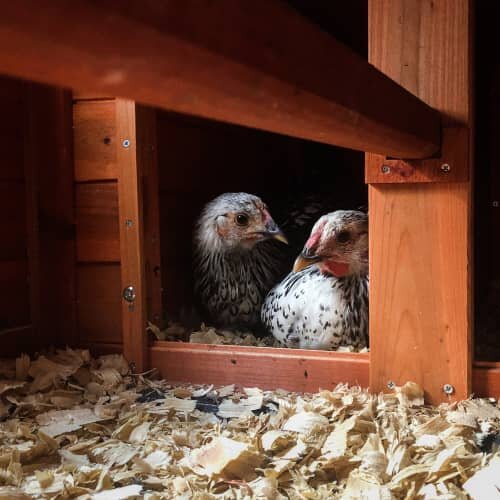 Easy Tips For Insulating A Chicken Coop : Secret Life of Homesteaders