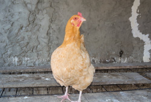 How to Measure Flour - Beyond The Chicken Coop