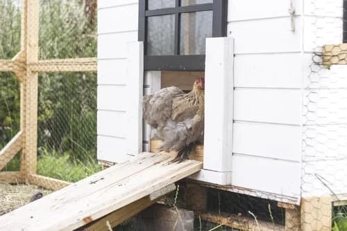 Chicken coop ramps: Your ultimate guide — The Featherbrain