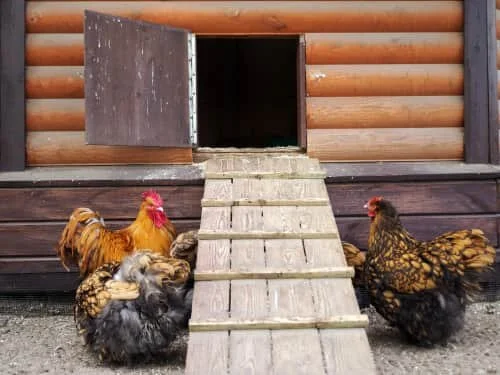 Chiken Ramps Chicken coop ramps: Your ultimate guide — The Featherbrain