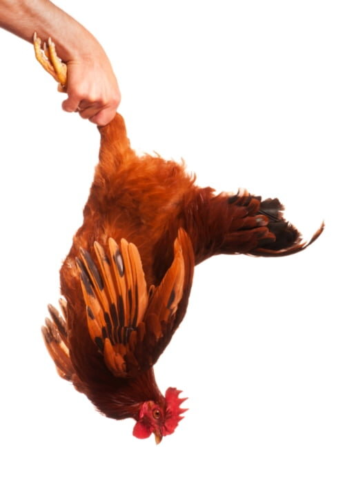 How To Hold A Chicken Upside Down?  
