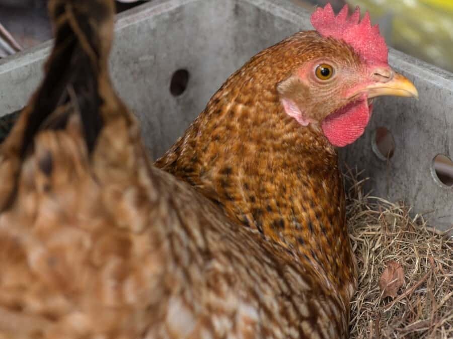 Do chickens feel pain when laying eggs? — The Featherbrain