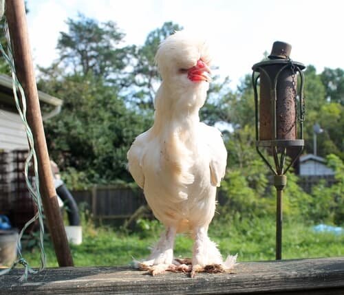 Sultan Chickens Beautiful And Exotic Pets Who Require Royal Treatment The Featherbrain
