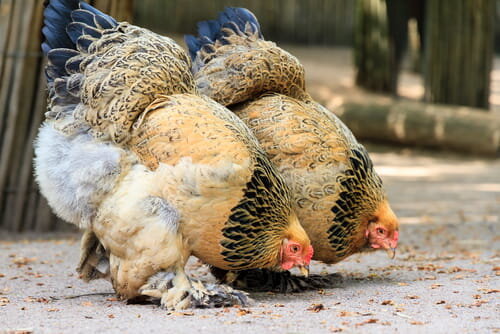 Light Brahma Hatching Eggs 6 Chicken Eggs Brahma Eggs Big Breed Egg Pure  Breed.