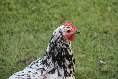 Java chickens: The ultimate heritage breed — The Featherbrain