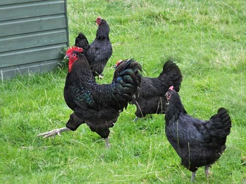 Giant Brahma roosters 