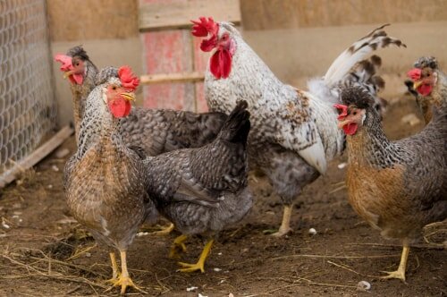 Considering Cream Legbar chickens? The 14 things you must know