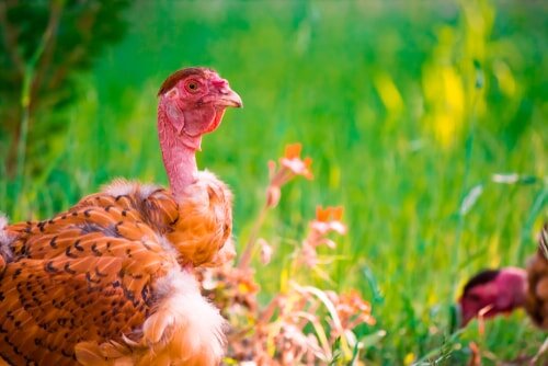 Considering Naked Neck chickens? The 17 things you must know first — The  Featherbrain