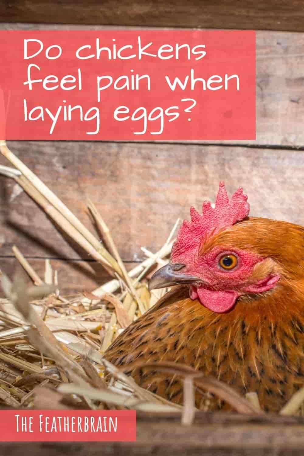 Do chickens feel pain when laying eggs? — The Featherbrain Do chickens feel pain when laying eggs? — The Featherbrain