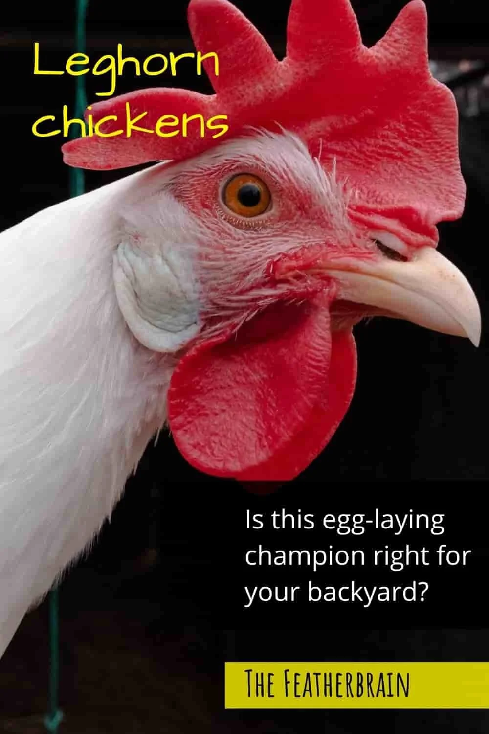 Leghorn chickens Stunning egglaying fowl that come in every color