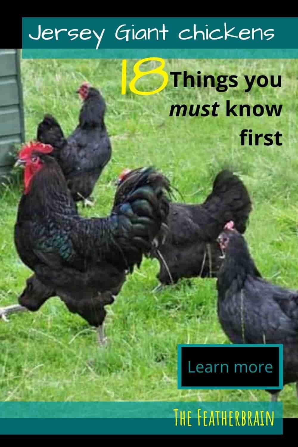 bladerdeeg Bermad Monumentaal Considering Jersey Giant chickens? The 18 things you must know first — The  Featherbrain