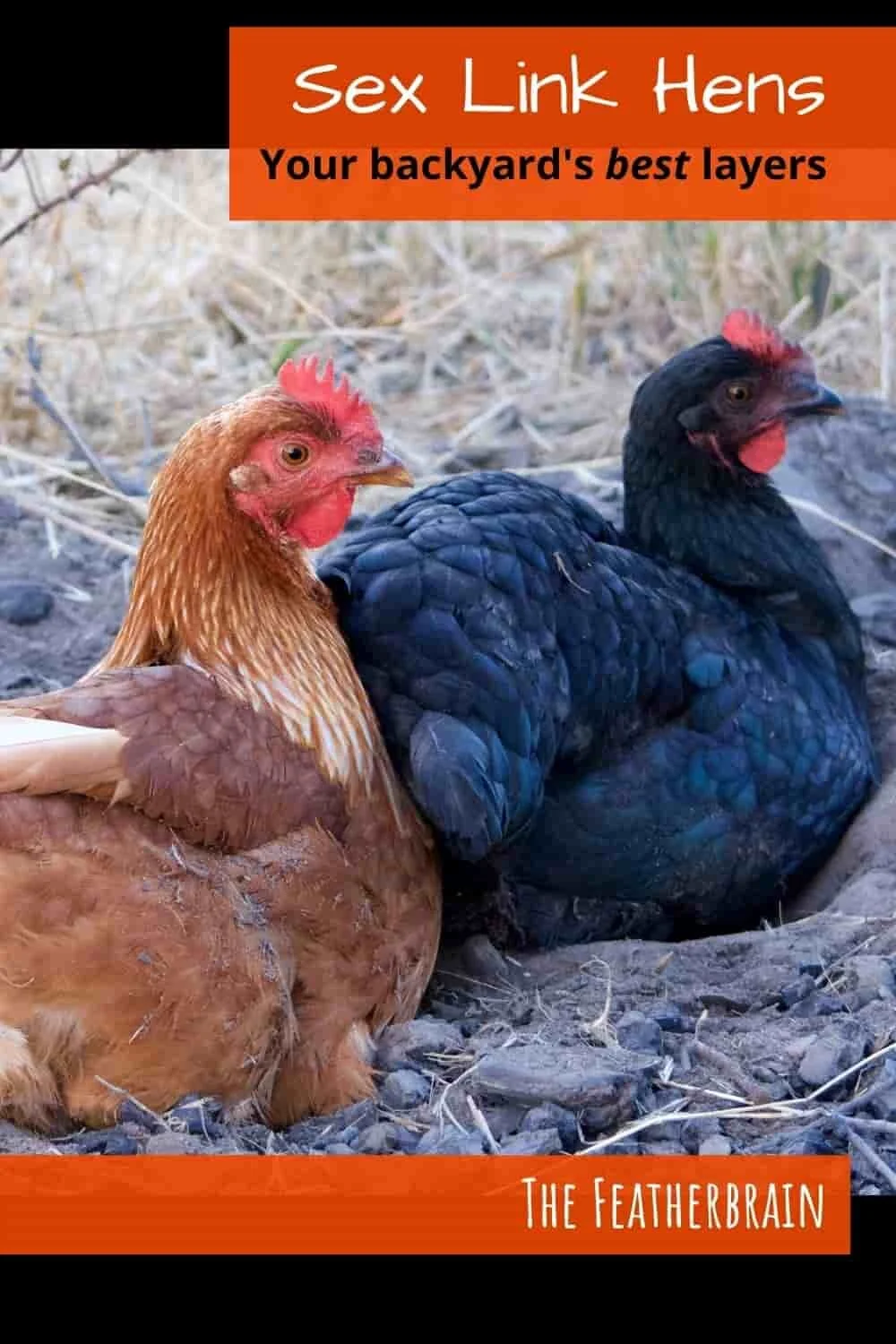 Sex Link chickens: The perfect layers for any backyard — The Featherbrain