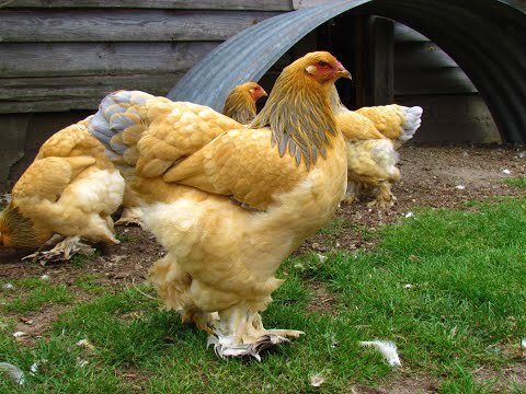 Brahma chicken hatcheries and breeders — The Featherbrain