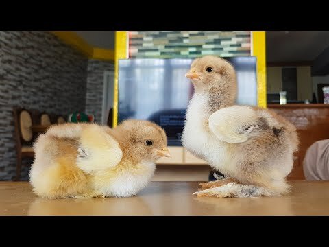 Bantam Brahma Chicken Isabella - Pipinchick Silkies