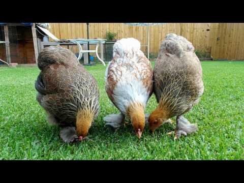 Brahma hens and roos - Partridge, Light, and other colors - Central FL