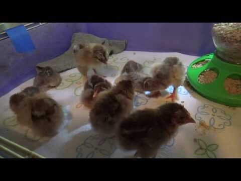 Brahma Hens Archives - Pipinchick Silkies