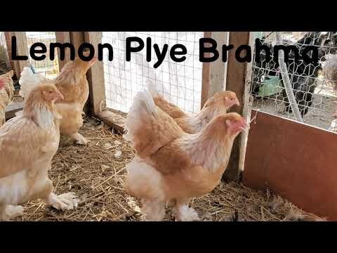 Isabella Brahma – Fylde Fancy Fowl