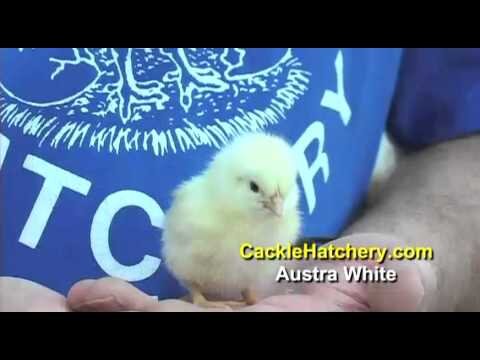 Austra White - White Egg Laying Chickens for Sale