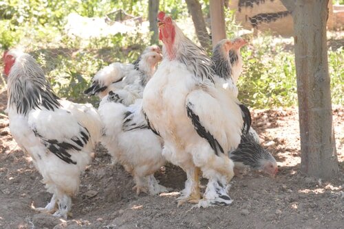 Light Brahma Rooster or Hen?  BackYard Chickens - Learn How to