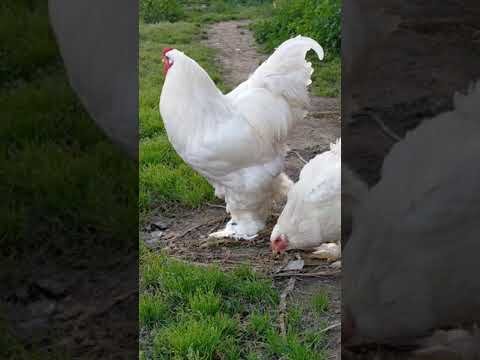 Brahma Hens Archives - Pipinchick Silkies