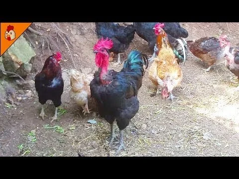 Naked Neck (Turken) chicken hatcheries and breeders — The Featherbrain