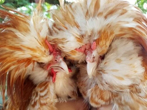 Polish-chickens-from-a-hatchery-min.jpg