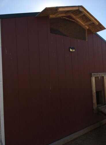 Converted shed coop