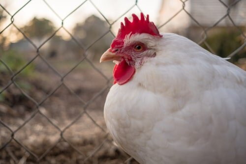California White chicken hatcheries and breeders — The Featherbrain