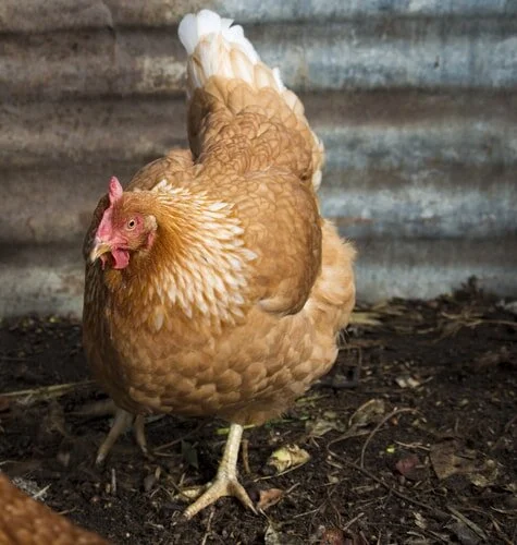 Red-Sex-Link-from-a-hatchery-min.jpg