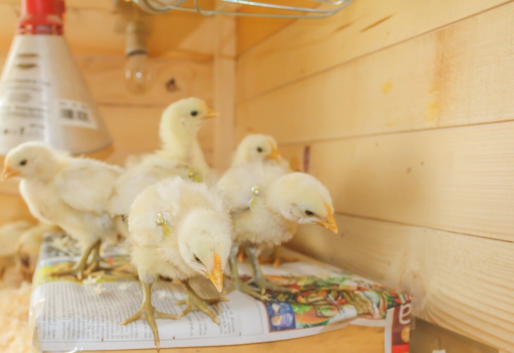 Newspaper bedding for your chick brooder: Not your best choice — The  Featherbrain