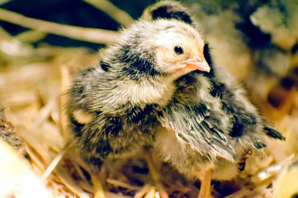 Newspaper bedding for your chick brooder Not your best choice — The