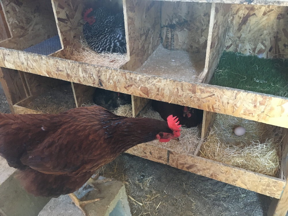 What is the Best Material to Put in a Chicken Nesting Box 