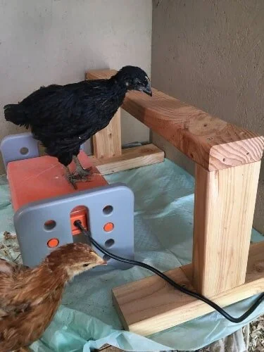 5 chick brooder beddings tested: My chicks chose their favorite — The ...