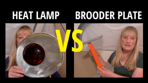 brooder vs Heat lamp - scrap_google_ccl