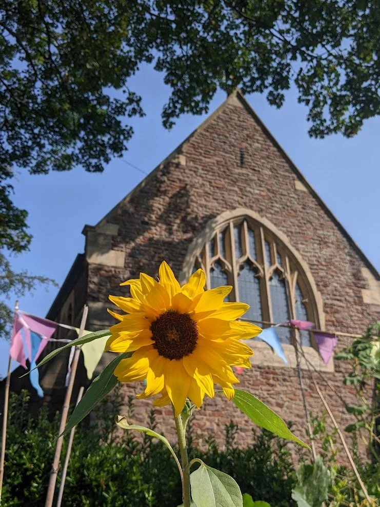 St. annes sunflower.jpg