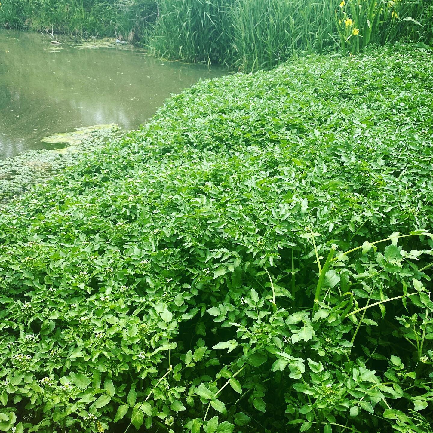 We ended up with a glut of watercress this year by the pond. Just picked a big batch as this lot is starting to flower. Look for a healthy dish on @refreshwithhaley sometime soon

#growyourownfood #eatyourgreens #foraging