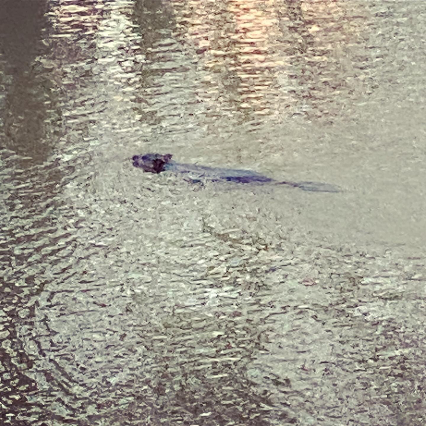 We had a visitor to our pond 🦫 Wouldn&rsquo;t mind if this cute little beaver decided to take up residence at Haley Farm! 

#wildlife #pond #farmlife