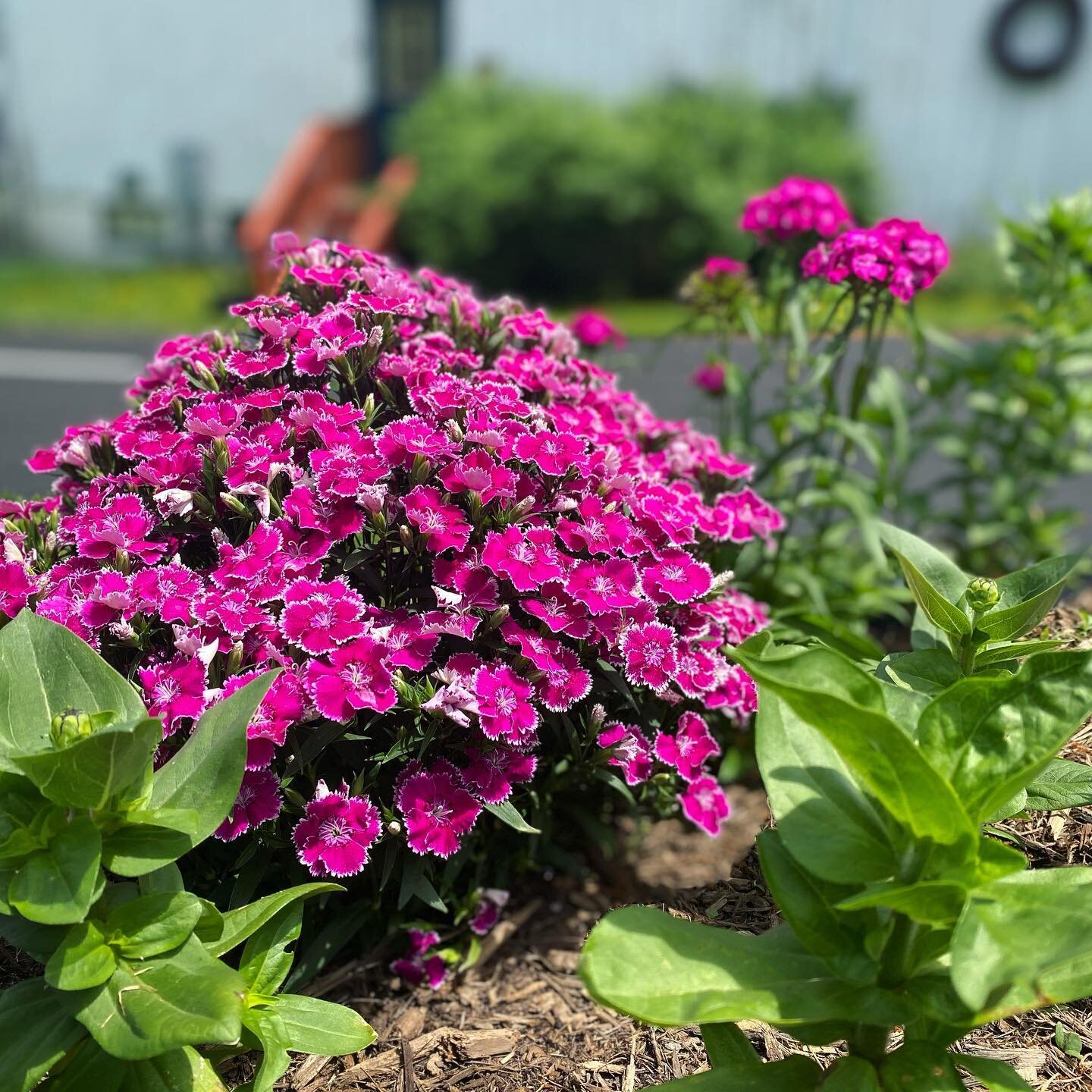 Our dianthus (Sweet William) is coming up extra beautifully this year. Come visit and see all the blooms 🌺 

#perennials #farmflowers #deepcreek #retreat