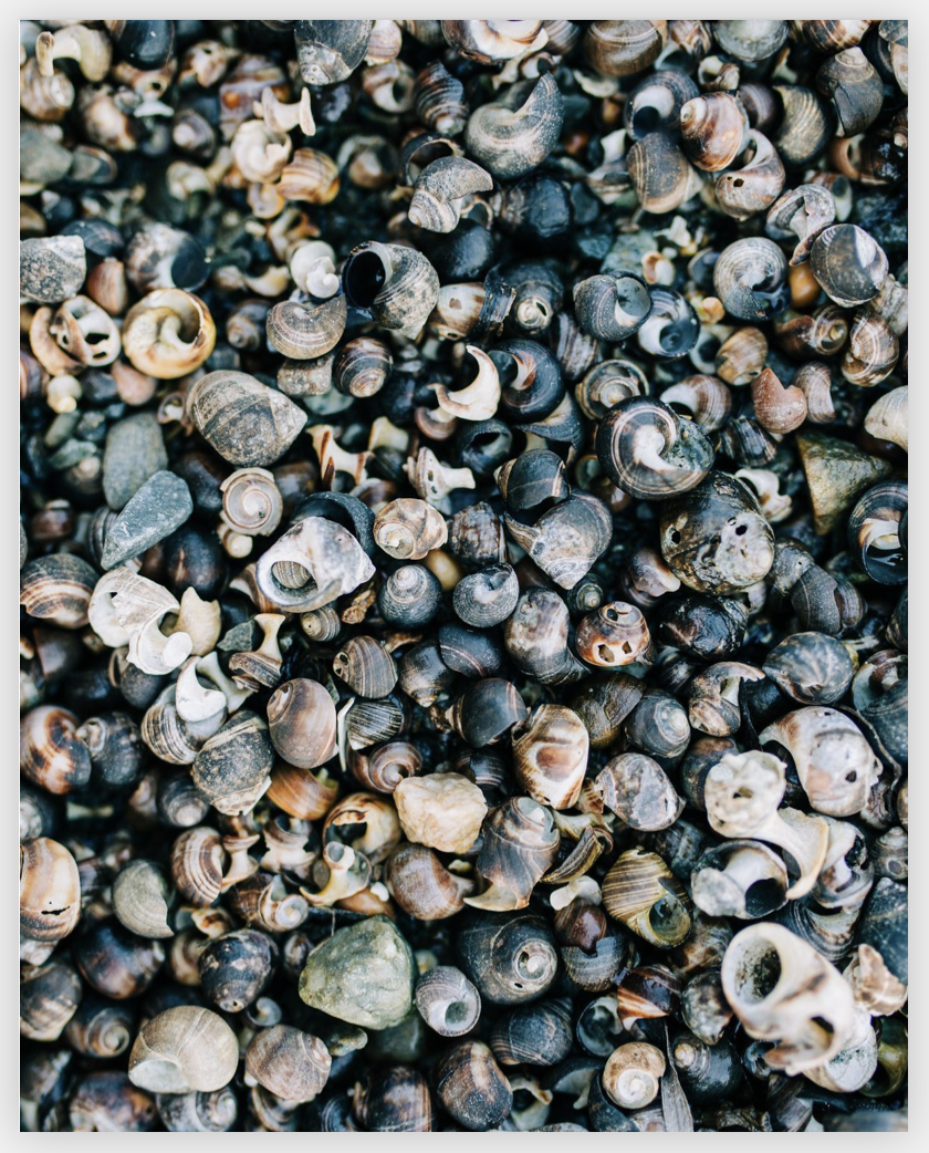 Screen Shot 2021-02-08 at 11.20.35 AM.png