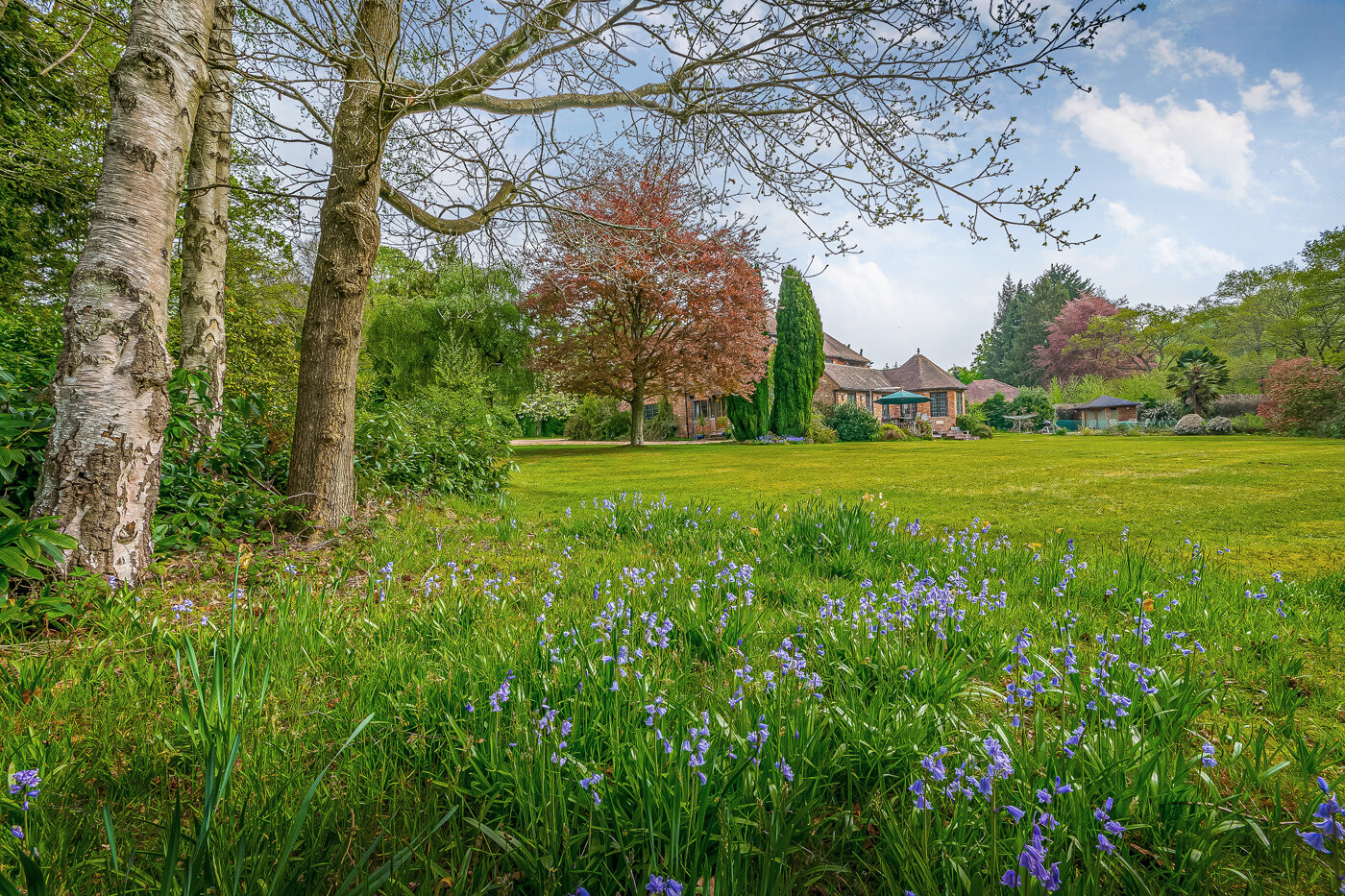 bluebells-2.jpg