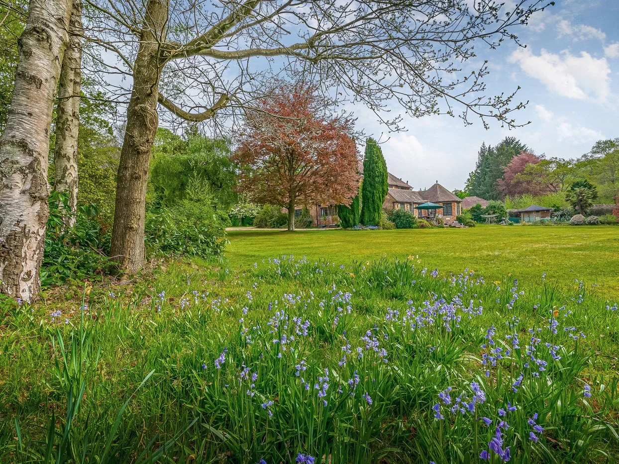 bluebells-2.jpg