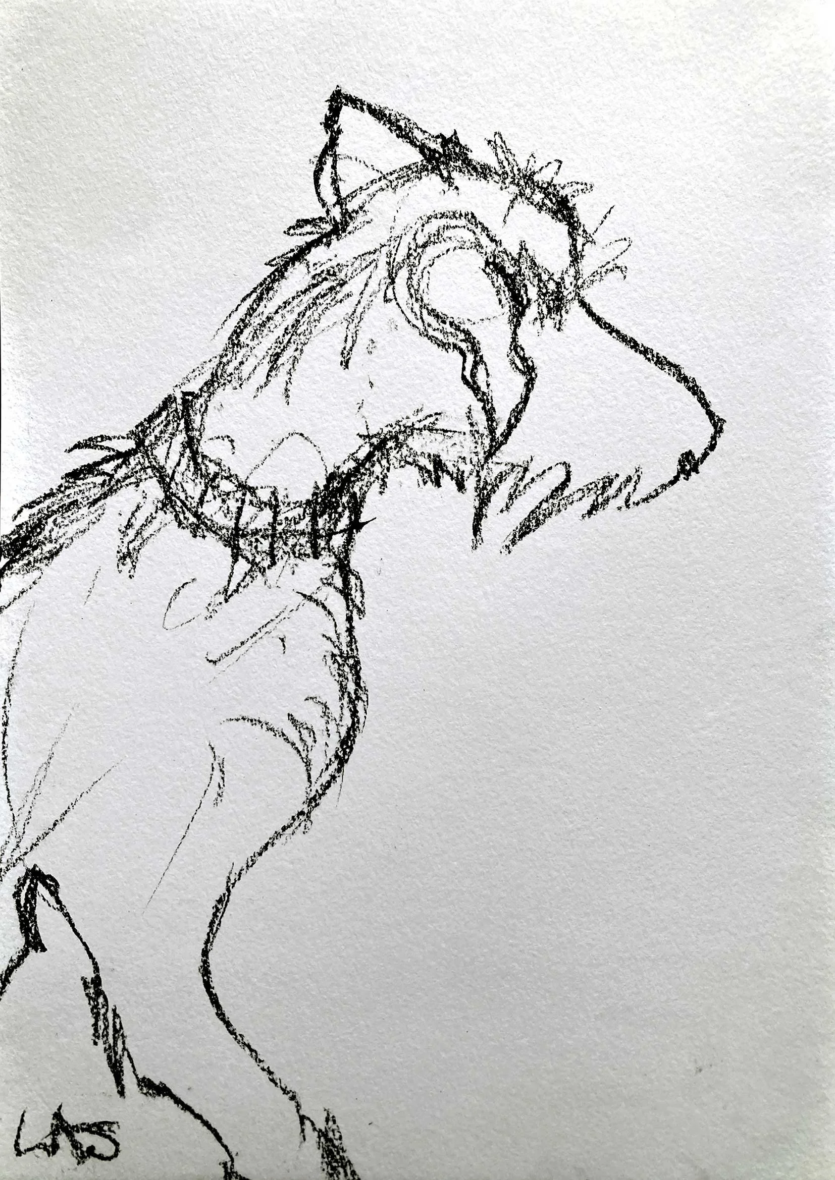 WiryDogWithLegProfile_72dpi.jpg