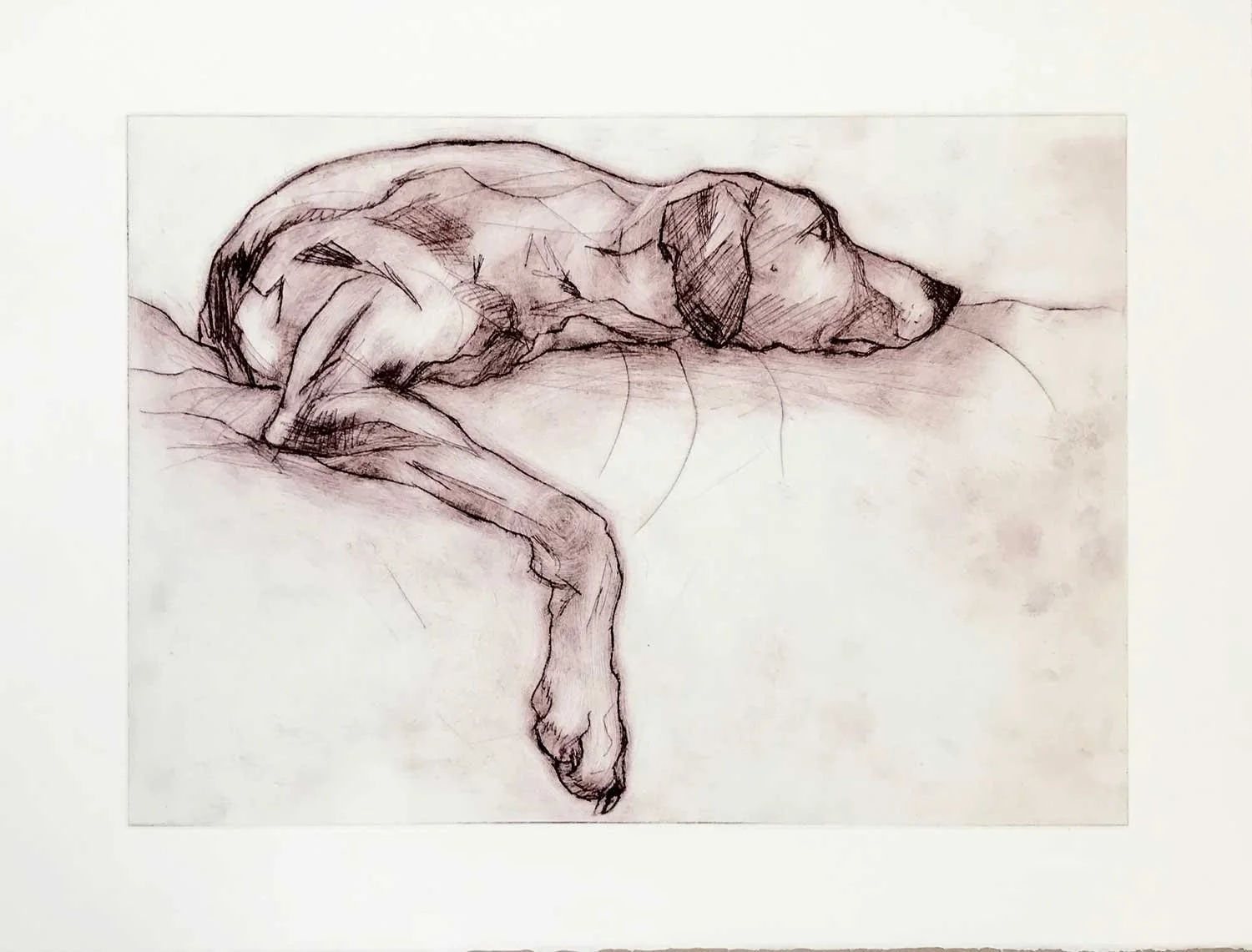 LurcherResting_Drypoint_21x29.5cm_WEB.jpg