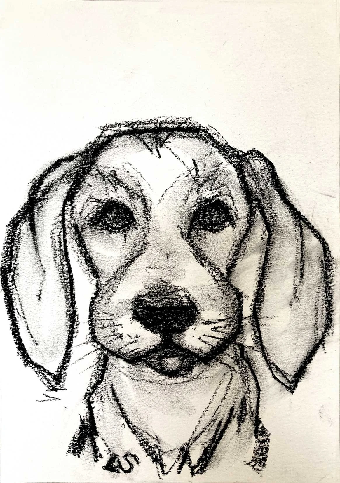 BigEaredSausageDog_72dpi.jpg
