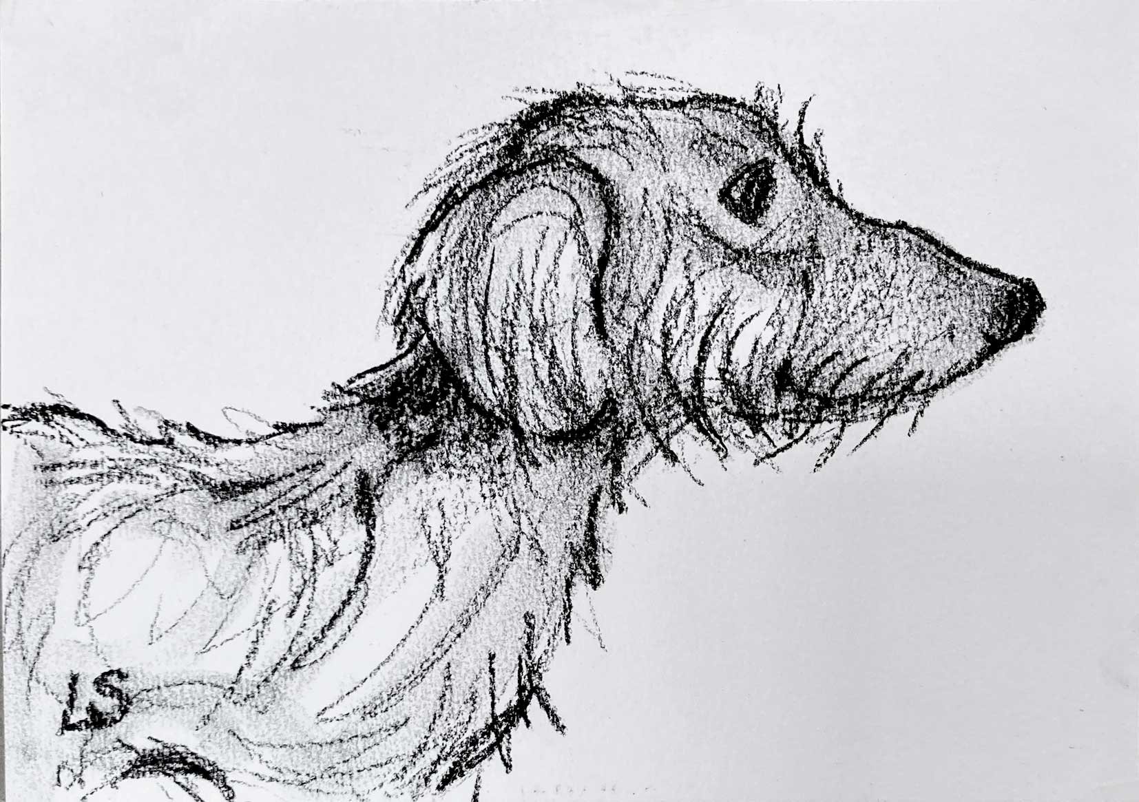 SausageDogProfile_72dpi.jpg