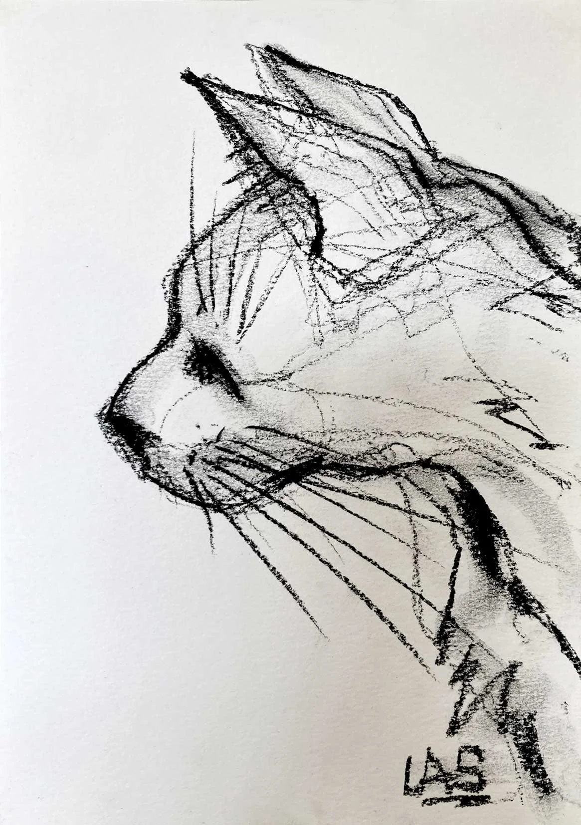 CatProfile_72dpi.jpg