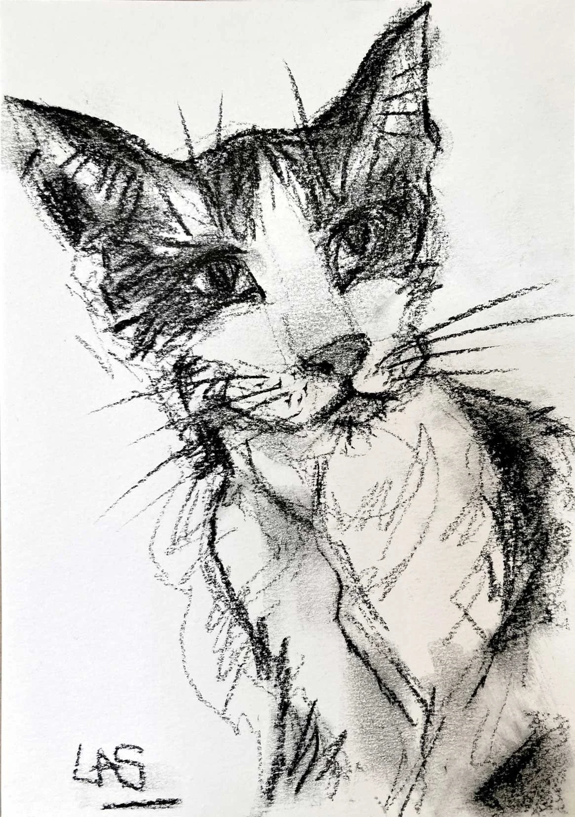 BoboPortrait_72dpi.jpg