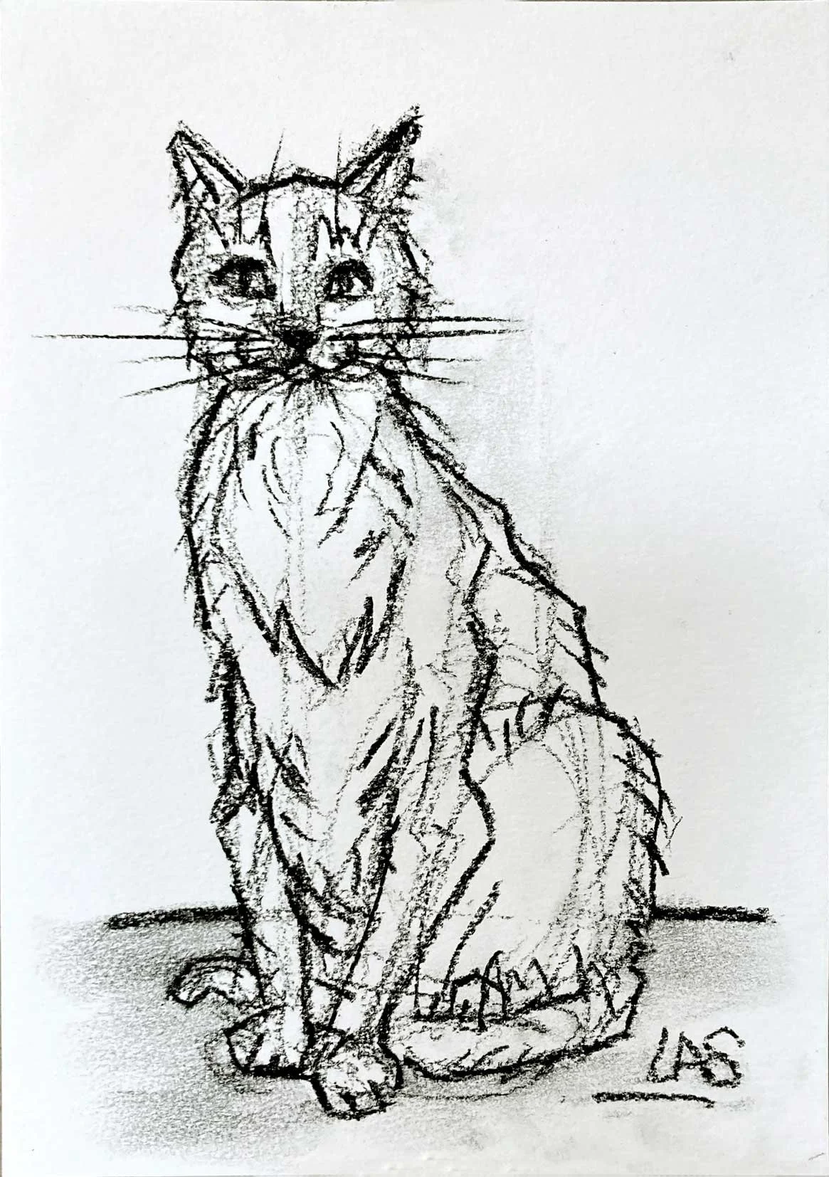 SittingCat_72dpi.jpg