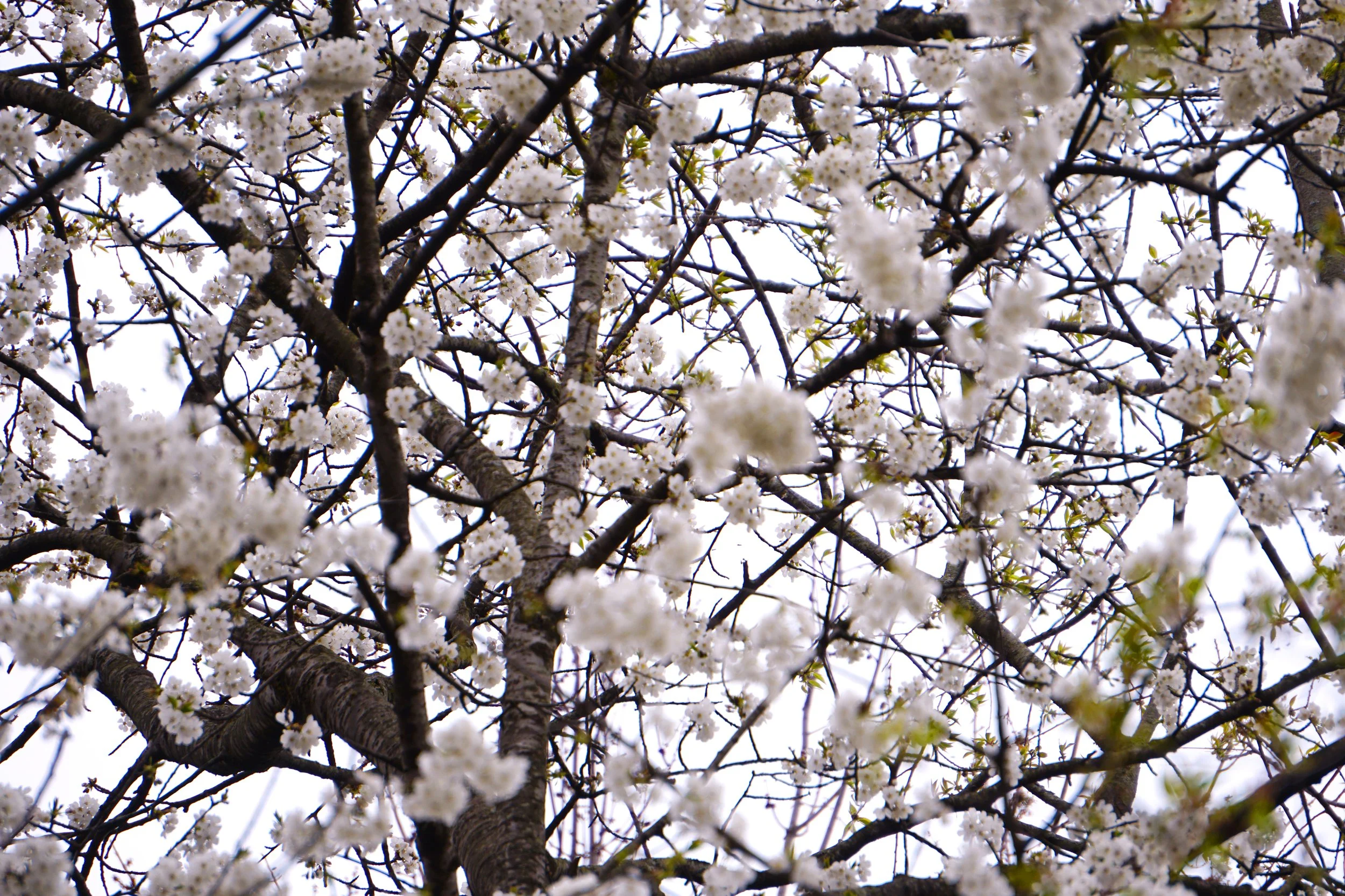 blossom.jpg